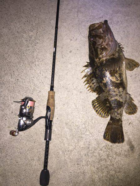 オバケタケノコ現る